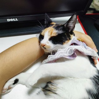 公司的小猫们mmexport1741225779854.jpg