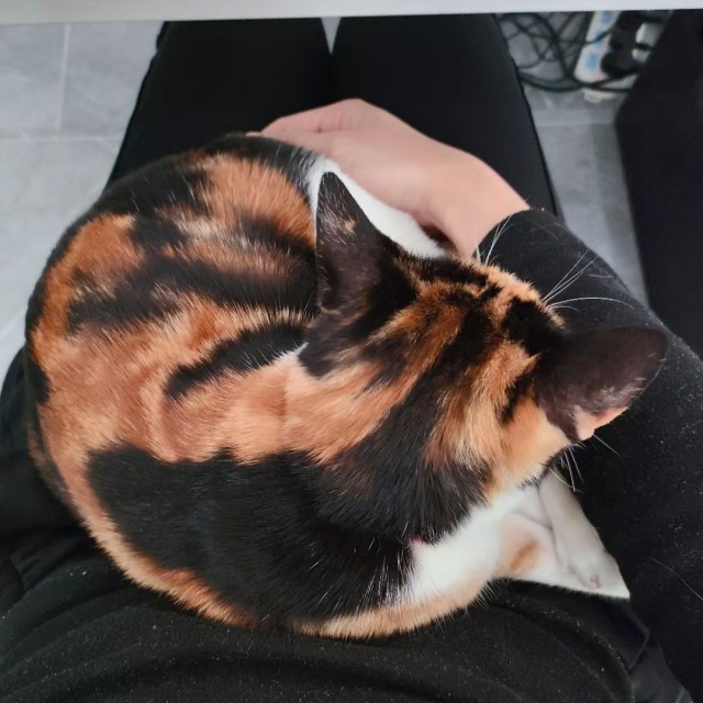 公司的小猫们mmexport1744021080618.jpg