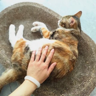 公司的小猫们mmexport1744882229752.jpg