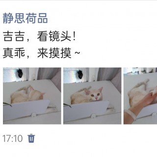 公司的小猫们img_20250325_172717.jpg