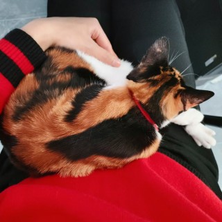 公司的小猫们mmexport1743675349749.jpg