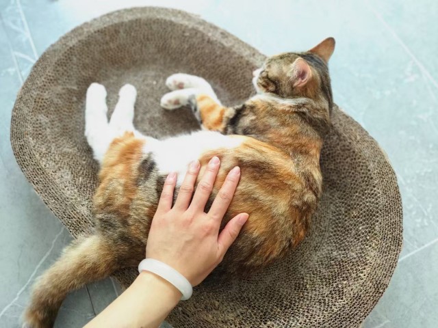 公司的小猫们mmexport1744882229752.jpg