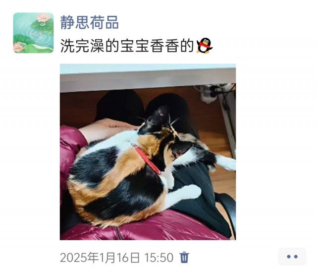 公司的小猫们img_20250306_141943.jpg
