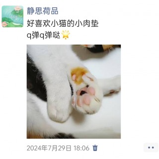 公司的小猫们img_20250305_172917.jpg