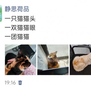 公司的小猫们img_20250401_193619.jpg