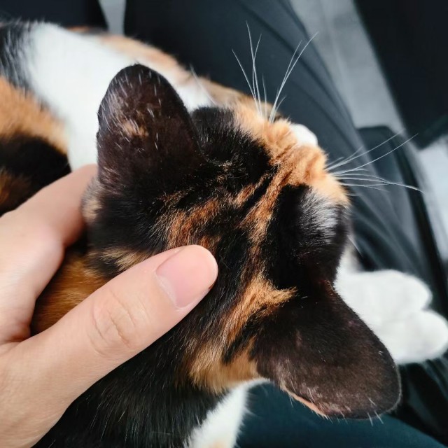 公司的小猫们mmexport1745727092614.jpg