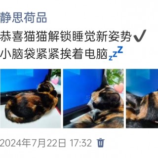 公司的小猫们img_20250305_172744.jpg