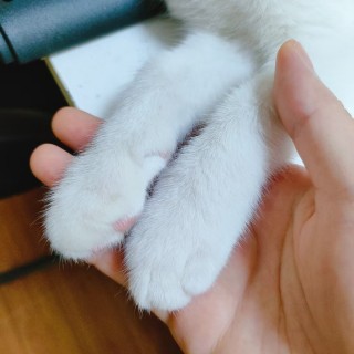公司的小猫们mmexport1741167147254.jpg