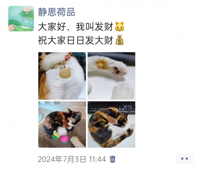 公司的小猫们img_20250305_170937.jpg