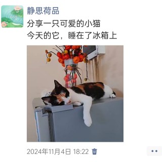 公司的小猫们img_20250306_102521.jpg