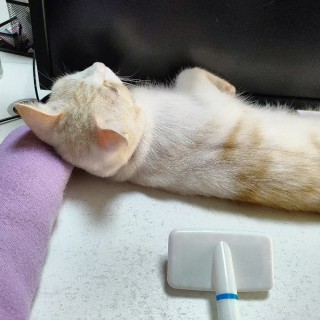 公司的小猫们mmexport1741229634898.jpg