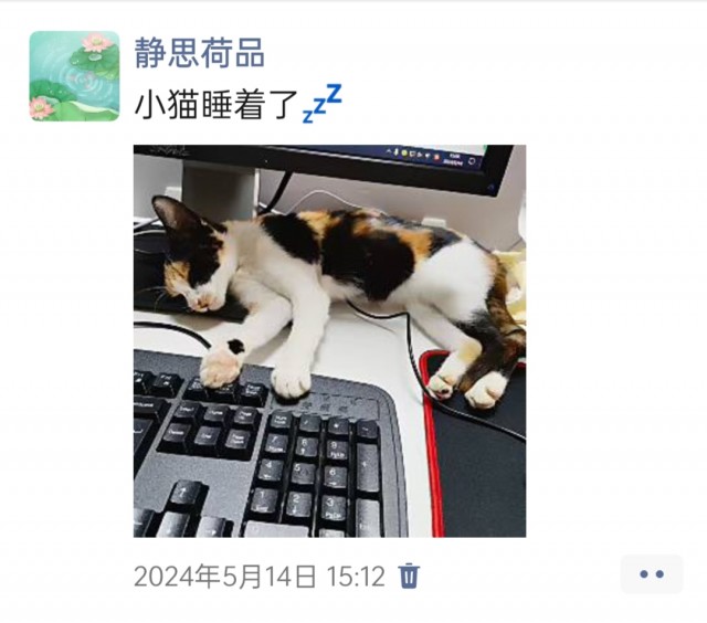 公司的小猫们img_20250305_164837.jpg