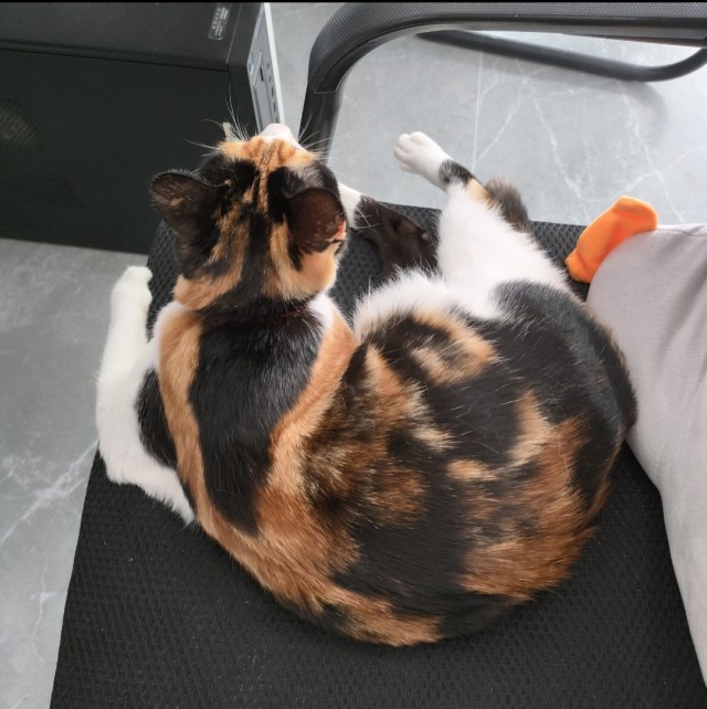 公司的小猫们img_20250326_181642.jpg
