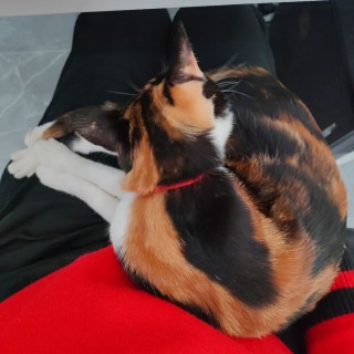 公司的小猫们mmexport1743675355660.jpg