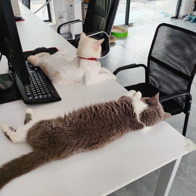 公司的小猫们mmexport1747303937329.jpg