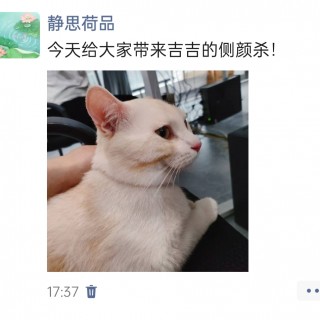 公司的小猫们img_20250328_180406.jpg