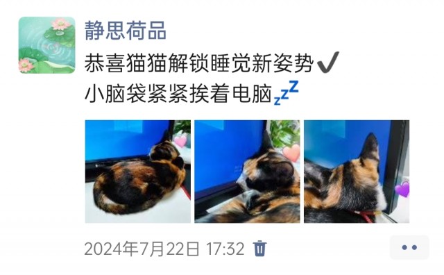 公司的小猫们img_20250305_172744.jpg