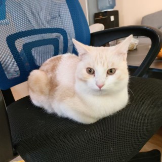 公司的小猫们mmexport1741231992807.jpg