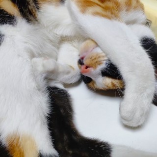 公司的小猫们mmexport1741166235964.jpg