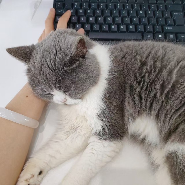 公司的小猫们mmexport1747303789761.jpg