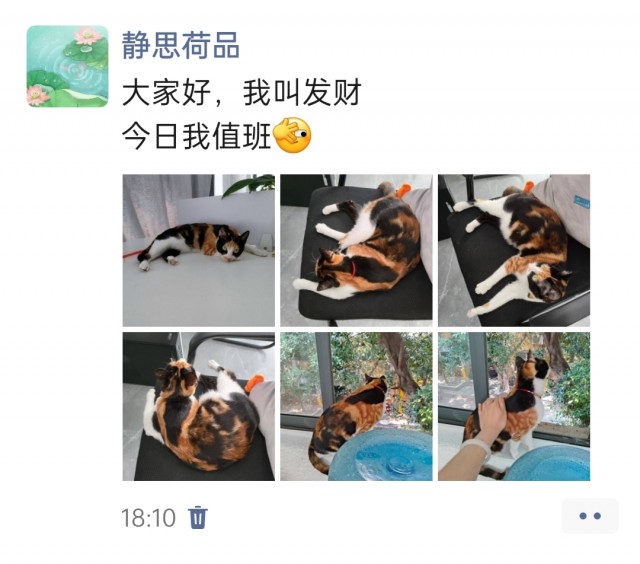 公司的小猫们img_20250326_182457.jpg