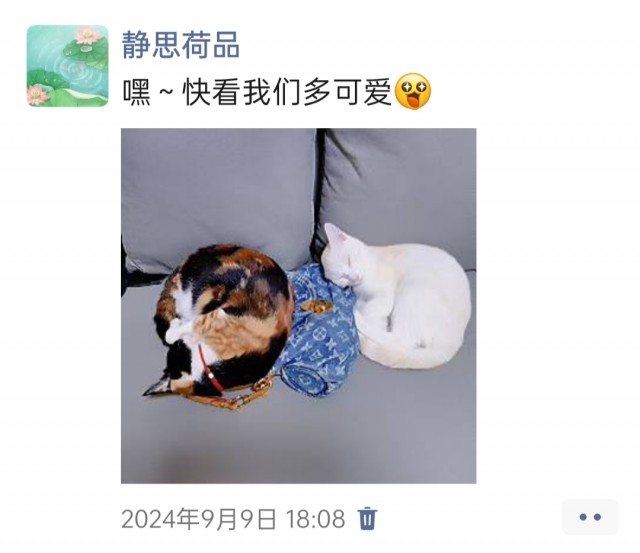 公司的小猫们img_20250305_174005.jpg