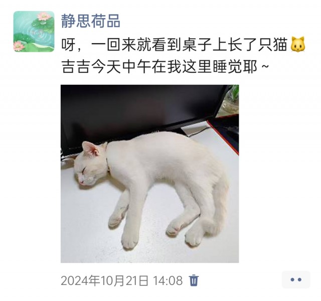 公司的小猫们img_20250306_095242.jpg