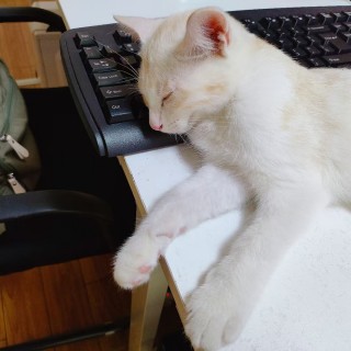 公司的小猫们mmexport1741167144975.jpg