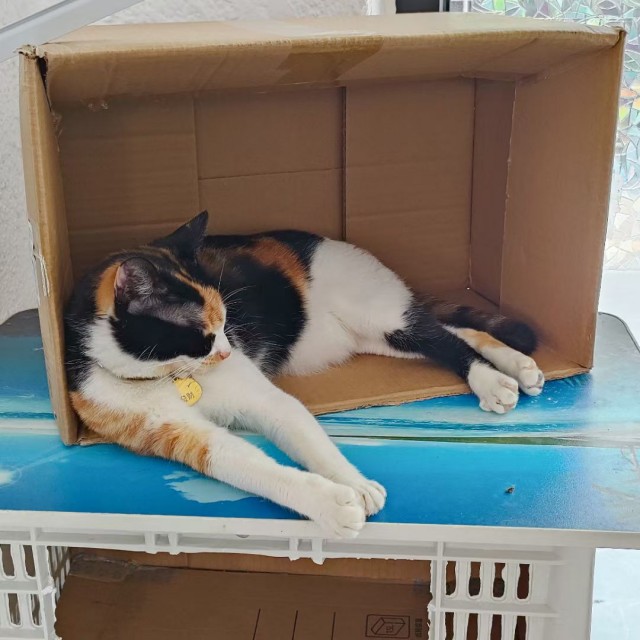 公司的小猫们mmexport1744619764591.jpg