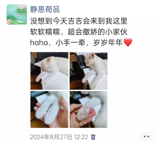 公司的小猫们img_20250305_173249.jpg