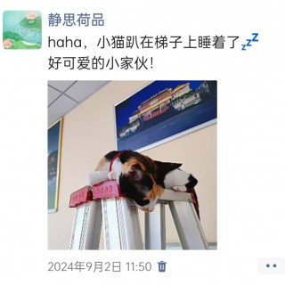 公司的小猫们img_20250305_173836.jpg