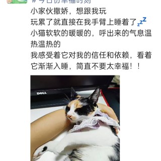 公司的小猫们img_20250306_095253.jpg