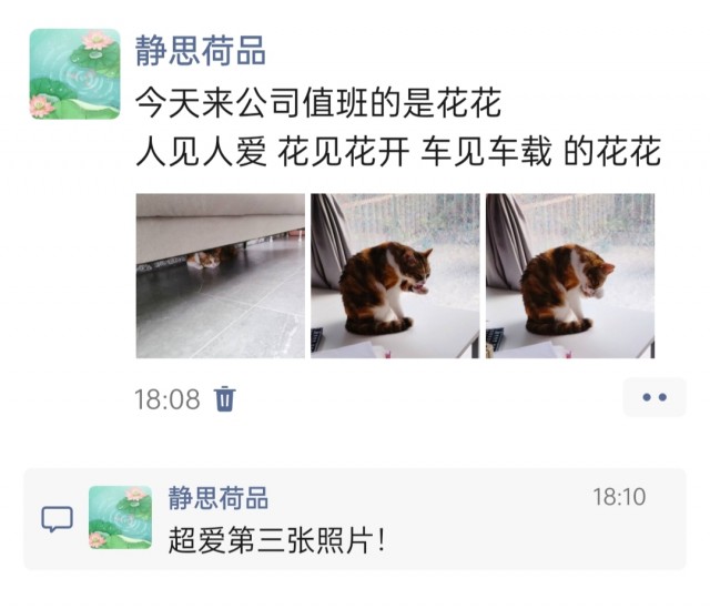 公司的小猫们img_20250327_181606.jpg