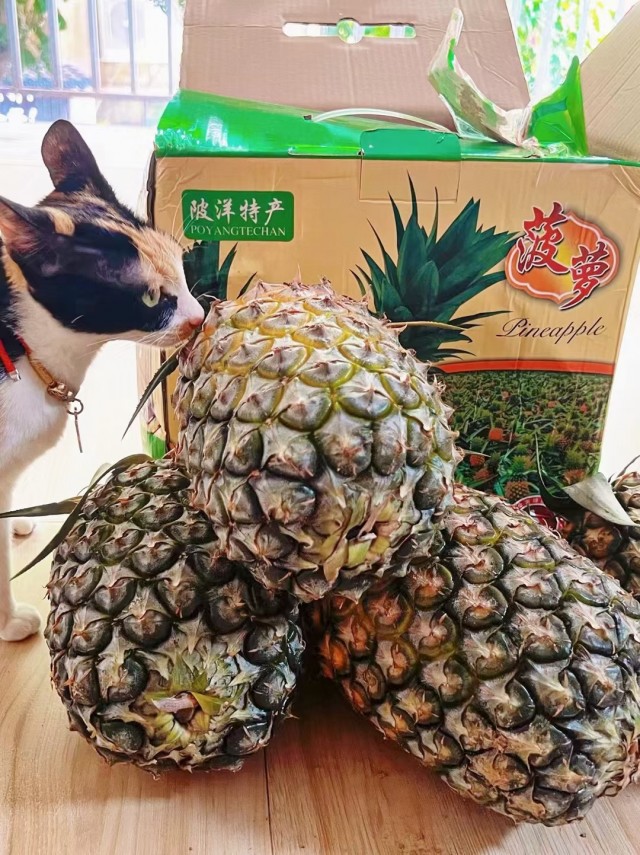 公司的小猫们mmexport1741165686397.jpg