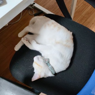 公司的小猫们mmexport1741227812674.jpg