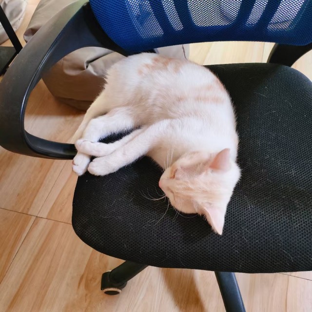 公司的小猫们mmexport1741225867997.jpg