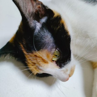 公司的小猫们mmexport1741166227307.jpg