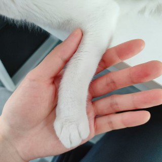 公司的小猫们mmexport1744366000661.jpg