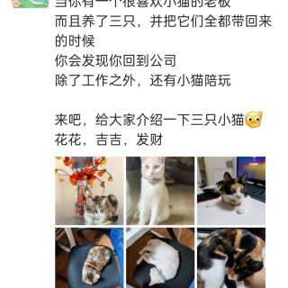 公司的小猫们img_20250306_102624.jpg