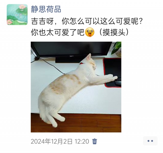 公司的小猫们img_20250306_105513.jpg