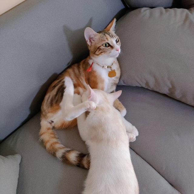 公司的小猫们mmexport1741167588649.jpg