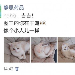 公司的小猫们img_20250307_145035.jpg