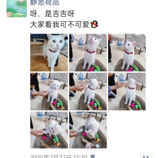 公司的小猫们img_20250306_143124.jpg