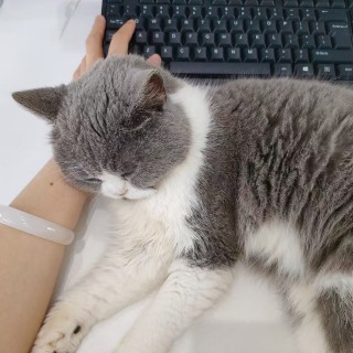 公司的小猫们mmexport1747303789761.jpg