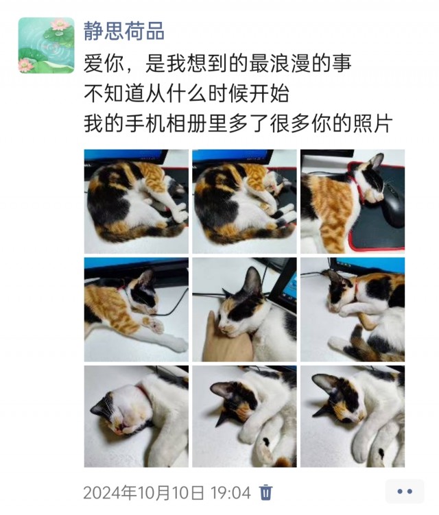 公司的小猫们img_20250305_174546.jpg