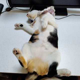 公司的小猫们mmexport1741227899964.jpg