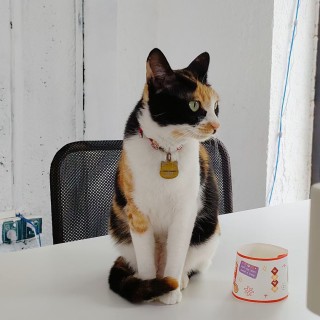 公司的小猫们mmexport1745727077479.jpg