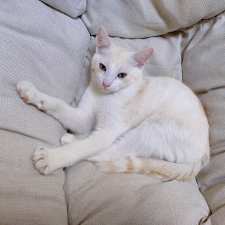 公司的小猫们mmexport1741167593008.jpg