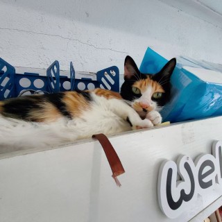 公司的小猫们mmexport1748171126630.jpg