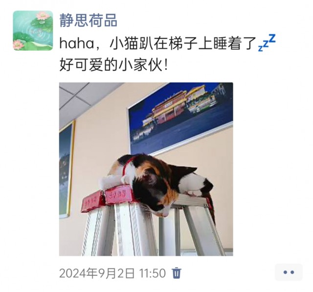 公司的小猫们img_20250305_173836.jpg